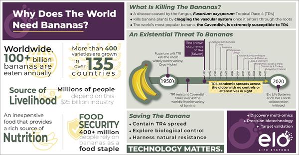 Fusarium wilt TR4 threatens the $25 billion banana industry without a cure or remedy on the horizon